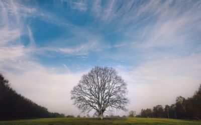 Élagage des arbres et période de taille