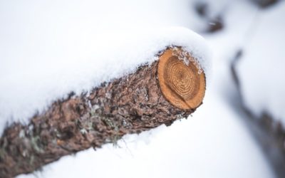 Préparez votre jardin pendant l’hiver